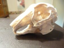 Rabbit skull nice for sale  BEDWORTH