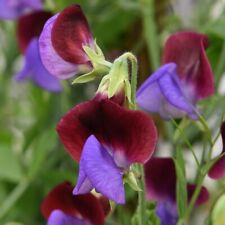Sweet pea plant for sale  IPSWICH