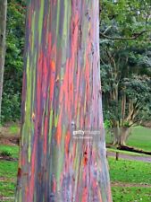 Rainbow eucalyptus tree for sale  Carriere