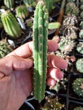 Used, RARE!!! Yungasocereus Inquisivensis echinopsis lobivia astrophytum ariocarpus for sale  Shipping to South Africa