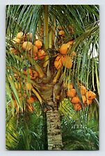 Postcard florida coconut for sale  Elk Grove