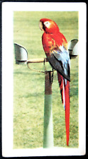 Scarlet macaw pet for sale  DERBY