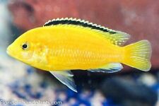 yellow electric lab cichlid for sale  USA