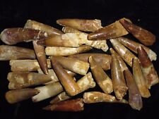 Usado, GRANDE dente de espinossauro fóssil de dentes de dinossauro Marrocos fossilizado dente de espinossauro comprar usado  Enviando para Brazil