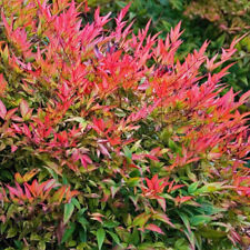 Nandina domestica gulf d'occasion  Pouzauges