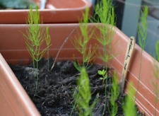 Samen grüner spargel gebraucht kaufen  Schirgiswalde