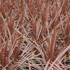 Cordyline australis torbay for sale  UK