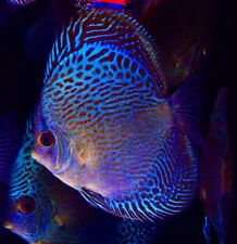 Discus fish snake for sale  LONDON