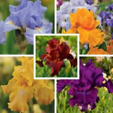 Iris blooming collection for sale  IPSWICH