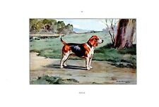 Hunting dog...beagle....1960 d'occasion  Saint-Cyprien