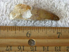 Dinosaur fossil tooth for sale  San Diego