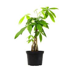 Money tree plant for sale  Sallisaw