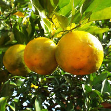 Citrus bergamia bergamote d'occasion  Pouzauges