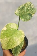 Monstera Legacy Variegated  for sale  Shipping to South Africa
