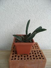 Sansevieria hallii pink gebraucht kaufen  Pfaffenhofen a.d.Ilm