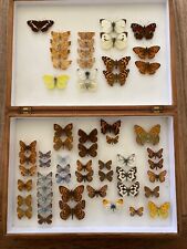 mounted butterflies for sale  SALISBURY
