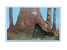 Usado, Secoya gigante de colección postal General Fremont Big Tree Grove Santa Cruz California segunda mano  Embacar hacia Argentina