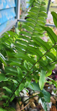 Sword fern kimberly for sale  Palm Bay