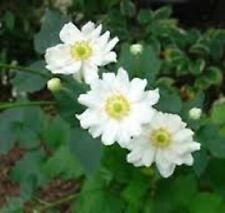 Anemone hybrida whirlwind for sale  HAILSHAM