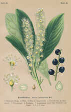 Usato, Prunus Laurocerasus - Lauro Ceraso Litografia Di 1910 usato  Spedire a Italy