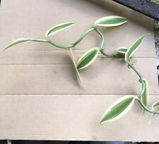 Cutting white variegated for sale  USA