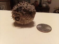 Puffer fish taxidermy for sale  Florence