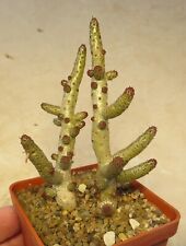 tylecodon bucholzianus 2 plants for sale  Shipping to South Africa