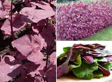 Red orach 250 for sale  BROCKENHURST