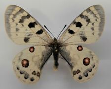 Used, PARNASSIUS INOPINATUS INOPINATUS MALE 2 A1+, AFGHANISTAN, NEW PLACE, TOP RARITY! for sale  Shipping to South Africa