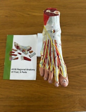 Anatomical human foot for sale  Shipping to Ireland