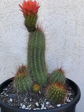 Large heads tricholobivia for sale  Carlsbad