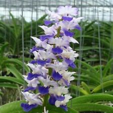 Orchid orchid rhynchostylis for sale  Shipping to Ireland