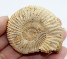 Dichotomosphinctes ammonite 48 for sale  BECCLES