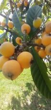 loquat tree for sale  Seffner