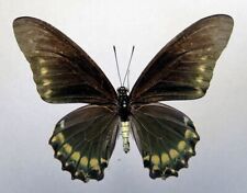 PAPILIONIDAE BATTUS ERACON MALE Mexico Guerrreo Sierra Madre del Sur, used for sale  Shipping to South Africa