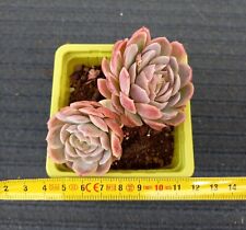 Echeveria elegans d'occasion  Maule