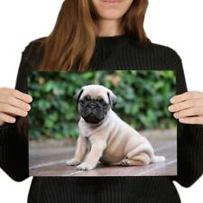 Cute adorable pug for sale  SELBY