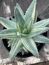 Variegated aloe brevifolia for sale  Escondido