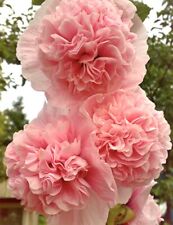 Mallow pink hollyhock for sale  LOUGHTON