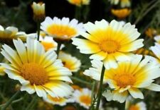 Garland daisy flowers for sale  Southampton