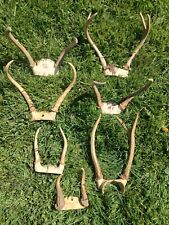 Lot whitetail deer for sale  Hartstown