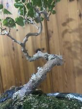 mulberry tree for sale  LEICESTER