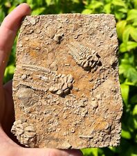 Triple fossil crinoids for sale  Coppell