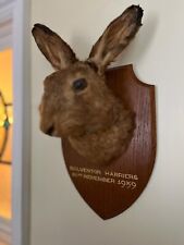 taxidermy hare for sale  ILFRACOMBE