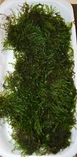 Loose java moss for sale  DRONFIELD