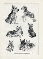 Australian terrier original for sale  COLEFORD