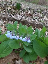 Virginia bluebells bareroot for sale  Mcminnville