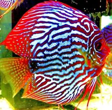 Red turquoise discus for sale  LONDON