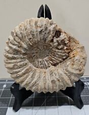 Ammonite fossil large for sale  Chattanooga