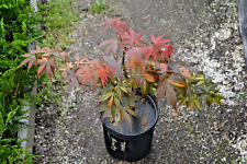 japanese maple trees for sale  Newport